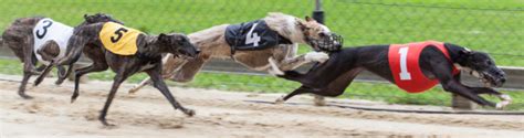 Dog Racing: How to Bet on Greyhound Races Online .